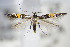  (Cosmopterix orichalcea - BC ZSM Lep 70776)  @15 [ ] Unspecified (default): All Rights Reserved  Unspecified Unspecified