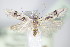  ( - BC ZSM Lep 70891)  @14 [ ] Unspecified (default): All Rights Reserved  Unspecified Unspecified