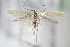  ( - BC ZSM Lep 70928)  @14 [ ] CreativeCommons - Attribution Non-Commercial Share-Alike (2015) Unspecified SNSB, Zoologische Staatssammlung Muenchen