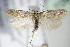  ( - BC ZSM Lep 70930)  @13 [ ] CreativeCommons - Attribution Non-Commercial Share-Alike (2015) Unspecified SNSB, Zoologische Staatssammlung Muenchen