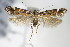  (Aristotelia ericinella - BC ZSM Lep 70940)  @14 [ ] CreativeCommons - Attribution Non-Commercial Share-Alike (2015) Unspecified SNSB, Zoologische Staatssammlung Muenchen