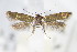  (Scythris crassiuscula - BC ZSM Lep 70802)  @14 [ ] Unspecified (default): All Rights Reserved  Unspecified Unspecified