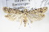  ( - BC ZSM Lep 70821)  @11 [ ] Unspecified (default): All Rights Reserved  Unspecified Unspecified