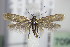 ( - BC ZSM Lep 70983)  @14 [ ] CreativeCommons - Attribution Non-Commercial Share-Alike (2015) Unspecified SNSB, Zoologische Staatssammlung Muenchen