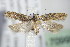  ( - BC ZSM Lep 70993)  @13 [ ] CreativeCommons - Attribution Non-Commercial Share-Alike (2015) Unspecified SNSB, Zoologische Staatssammlung Muenchen