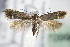  ( - BC ZSM Lep 70996)  @13 [ ] CreativeCommons - Attribution Non-Commercial Share-Alike (2015) Unspecified SNSB, Zoologische Staatssammlung Muenchen