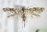  ( - BC ZSM Lep 71009)  @13 [ ] CreativeCommons - Attribution Non-Commercial Share-Alike (2015) Unspecified SNSB, Zoologische Staatssammlung Muenchen