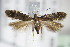  ( - BC ZSM Lep 71052)  @13 [ ] CreativeCommons - Attribution Non-Commercial Share-Alike (2015) Unspecified SNSB, Zoologische Staatssammlung Muenchen