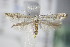  (Argyresthia retinella - BC ZSM Lep 71057)  @14 [ ] CreativeCommons - Attribution Non-Commercial Share-Alike (2015) Unspecified SNSB, Zoologische Staatssammlung Muenchen