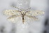  ( - BC ZSM Lep 71083)  @13 [ ] Unspecified (default): All Rights Reserved  Unspecified Unspecified