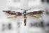  ( - BC ZSM Lep 71101)  @13 [ ] Unspecified (default): All Rights Reserved  Unspecified Unspecified