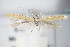  ( - BC ZSM Lep 71111)  @11 [ ] Unspecified (default): All Rights Reserved  Unspecified Unspecified