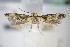  ( - BC ZSM Lep 71119)  @11 [ ] Unspecified (default): All Rights Reserved  Unspecified Unspecified