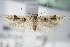  ( - BC ZSM Lep 71143)  @11 [ ] Unspecified (default): All Rights Reserved  Unspecified Unspecified