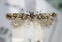  ( - BC ZSM Lep 71148)  @13 [ ] Unspecified (default): All Rights Reserved  Unspecified Unspecified