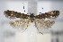  ( - BC ZSM Lep 71155)  @13 [ ] Unspecified (default): All Rights Reserved  Unspecified Unspecified