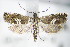  ( - BC ZSM Lep 71195)  @14 [ ] Unspecified (default): All Rights Reserved  Unspecified Unspecified