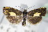  ( - BC ZSM Lep 71209)  @11 [ ] Unspecified (default): All Rights Reserved  Unspecified Unspecified