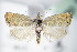  ( - BC ZSM Lep 71212)  @13 [ ] Unspecified (default): All Rights Reserved  Unspecified Unspecified