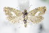  ( - BC ZSM Lep 71217)  @14 [ ] Unspecified (default): All Rights Reserved  Unspecified Unspecified