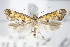  ( - BC ZSM Lep 71222)  @11 [ ] Unspecified (default): All Rights Reserved  Unspecified Unspecified