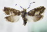 ( - BC ZSM Lep 72044)  @11 [ ] Unspecified (default): All Rights Reserved  Unspecified Unspecified