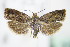  ( - BC ZSM Lep 72065)  @14 [ ] Unspecified (default): All Rights Reserved  Unspecified Unspecified