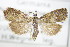  ( - BC ZSM Lep 72069)  @11 [ ] Unspecified (default): All Rights Reserved  Unspecified Unspecified