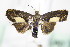  ( - BC ZSM Lep 72073)  @11 [ ] Unspecified (default): All Rights Reserved  Unspecified Unspecified
