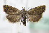  ( - BC ZSM Lep 72081)  @13 [ ] Unspecified (default): All Rights Reserved  Unspecified Unspecified