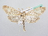  ( - BC ZSM Lep 72162)  @14 [ ] CreativeCommons - Attribution Non-Commercial Share-Alike (2015) Unspecified SNSB, Zoologische Staatssammlung Muenchen