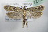  ( - BC ZSM Lep 72163)  @14 [ ] CreativeCommons - Attribution Non-Commercial Share-Alike (2015) Unspecified SNSB, Zoologische Staatssammlung Muenchen