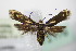  ( - BC ZSM Lep 72176)  @13 [ ] Unspecified (default): All Rights Reserved  Unspecified Unspecified