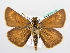  (Thymelicus acteon - BC ZSM Lep 72218)  @15 [ ] Unspecified (default): All Rights Reserved  Unspecified Unspecified