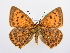  ( - BC ZSM Lep 72228)  @14 [ ] Unspecified (default): All Rights Reserved  Unspecified Unspecified