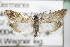  ( - BC ZSM Lep 72429)  @11 [ ] Unspecified (default): All Rights Reserved  Unspecified Unspecified