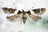  ( - BC ZSM Lep 72465)  @12 [ ] Unspecified (default): All Rights Reserved  Unspecified Unspecified