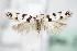  ( - BC ZSM Lep 72476)  @11 [ ] Unspecified (default): All Rights Reserved  Unspecified Unspecified