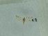  ( - BC ZSM Lep 70526)  @11 [ ] Unspecified (default): All Rights Reserved  Unspecified Unspecified