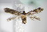  ( - BC ZSM Lep 64185)  @14 [ ] Unspecified (default): All Rights Reserved  Unspecified Unspecified