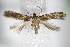  ( - BC ZSM Lep 64188)  @14 [ ] Unspecified (default): All Rights Reserved  Unspecified Unspecified
