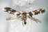  ( - BC ZSM Lep 64195)  @13 [ ] Unspecified (default): All Rights Reserved  Unspecified Unspecified