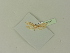  ( - BC ZSM Lep 76341)  @11 [ ] Unspecified (default): All Rights Reserved  Unspecified Unspecified