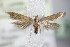  ( - BC ZSM Lep 75990)  @11 [ ] Unspecified (default): All Rights Reserved  Unspecified Unspecified