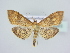  (Anania verbascalis - BC ZSM Lep 78893)  @15 [ ] CreativeCommons - Attribution Non-Commercial Share-Alike (2015) Unspecified SNSB, Zoologische Staatssammlung Muenchen