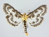  ( - BC ZSM Lep 78901)  @14 [ ] CreativeCommons - Attribution Non-Commercial Share-Alike (2015) Unspecified SNSB, Zoologische Staatssammlung Muenchen