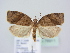  ( - BC ZSM Lep 78911)  @14 [ ] Unspecified (default): All Rights Reserved  Unspecified Unspecified