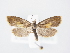  ( - BC ZSM Lep 78912)  @13 [ ] Unspecified (default): All Rights Reserved  Unspecified Unspecified
