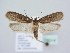  ( - BC ZSM Lep 78914)  @14 [ ] Unspecified (default): All Rights Reserved  Unspecified Unspecified