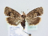  ( - BC ZSM Lep 78916)  @12 [ ] Unspecified (default): All Rights Reserved  Unspecified Unspecified